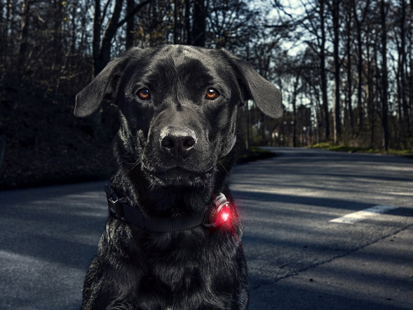 Фонарь для собак Orbiloc Dog Dual Signal Colours, красный в Тольятти